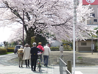 春爛漫、桜は満開です！